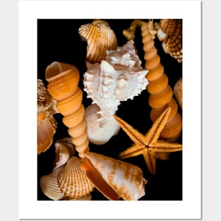 Holiday Summer Beach Sea Shells Starfish Posters and Art